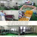 HACCP 인증 유기농양배추, 유기농호박, 석류, 풋사과즙 50% 맛보기 이벤트 이미지