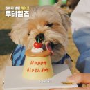 투테일스 | 서울 강아지 생일 케이크 투테일즈 내돈내산 후기