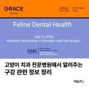 그레이스 고양이 심장&치과병원 | 고양이 치과 전문병원 청담역고양이병원에서 알려주는 구강 관련 정보 정리