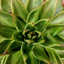 마리아A+ 이미지