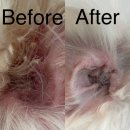 케이나인코리아(K9 KOREA) | k9korea 다이제스트 반려동물 프리미엄 유산균 후기