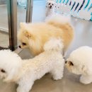 펫소풍 | 강아지는 뛰놀고, 나는 브런치 타임🍝로코와 럭키가 안내하는 ✨피터펫 카페 안/산/점 감성 소풍일기✨