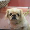 삐삐 펫살롱 이미지