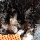 개맘대로 이미지