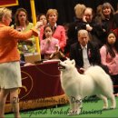 도그뉴스 이미지