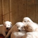 산들 강아지 이미지