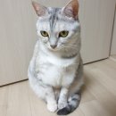 아인스동물병원 | 동탄 목동 동물 병원 아인스 동물 병원 다녀왔어요