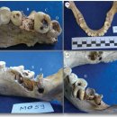 (주)네이쳐사이언스 | 선사시대 브라질 해변 조개무지를 남긴 사람들은 수렵채집사회가 아니었다