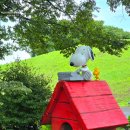 퍼피가든 | 스누피가든 제주 애견동반 가능 아이랑 비오는날 다녀온 실외 2탄