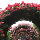 오월N장미 이미지