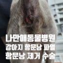 나만 애 동물병원 이미지
