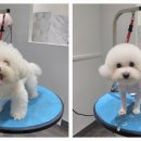 포메른 펫살롱 이미지