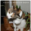 은총의 식물 강아지풀 _ 수상한동거 이미지