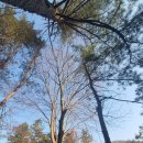 두그루나무 이미지