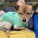 캠핑라운지 | 캠핑라운지 민박 후기｜계곡 앞 감성 캠핑, 강아지와 함께한 힐링 1박 2일