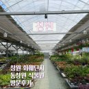 오천고무 | 경남 창원 화훼단지 동창원 식물원 방문 후기