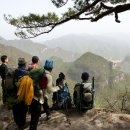 소나무둥지 이미지