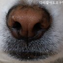 아고라 Daum카페