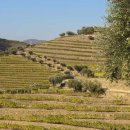 와인과 세계문화 이미지