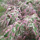 한일농장 이미지