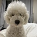 꽃개 하우스 이미지