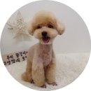 개들의 집 펫살롱 이미지