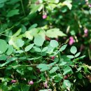싸리Lespedeza bicolor Turcz. [비추천명 : 싸리나무,좀풀싸리,진도싸리,털싸리,흰싸리] 이미지