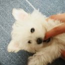 아기강아지 이미지