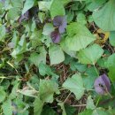 향수농장 이미지