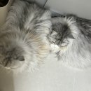 광진 한나동물병원 이미지