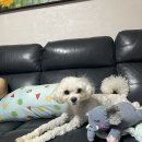 희동이의 하루 | 우리집 반려견 롱다리 희동이를 소개합니다!