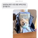 인천강아지건강검진 소래동물병원 인천논현점 노령견 건강검진 솔직후기