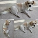 양성농협 주유소 이미지