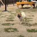 댕댕테이블 | [김해 어방동] 김해댕댕파크 개장 / 강아지 운동장 방문후기 / 운영시간 주차장 이용방법 / 입장 QR...