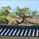 장전(문무) Daum카페