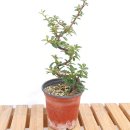 그린피아 이미지