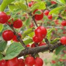 말래펜션 이미지