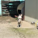 진인목장 | [신혼여행일기🧡] Day 7, 8_산도 보고 바다도 보고(정선양떼목장/이만구교동짬뽕/썬크루즈호텔/부자대게)