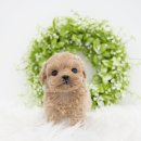 반려견 이해하기(펫) 이미지