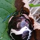 시 감상과 창작 이미지