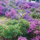 사양제 저수지2 이미지