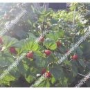 왕산농장 이미지