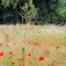수국과안개꽃 카카오 검색결과