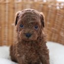 러브펫하우스 이미지