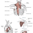 크로스핏 모브 이미지