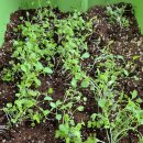 배란다 텃밭 인데요 이미지