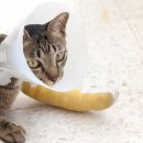 한마음동물의료원 이미지