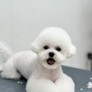 아멜리몽 이미지