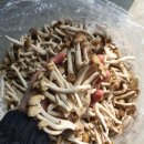 무농약 만가닥&황금팽이 버섯&표고버섯&아스파라거스&제주구좌당근 이미지