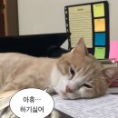 뚱땅뚱땅 이미지